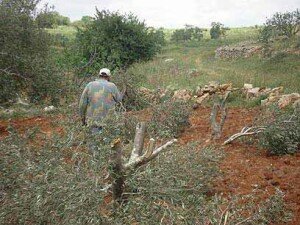 Palestinian olive tree farmer