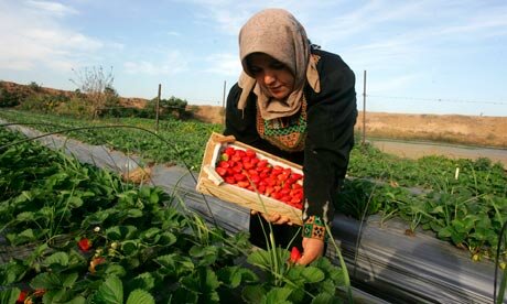 Gaza strawberry farmer