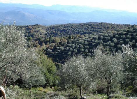 Palestinian olive groves